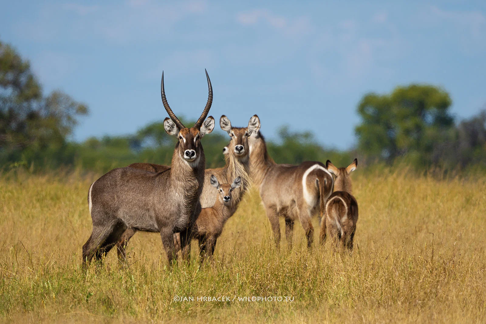 Moremi Game Reserve, Botswana